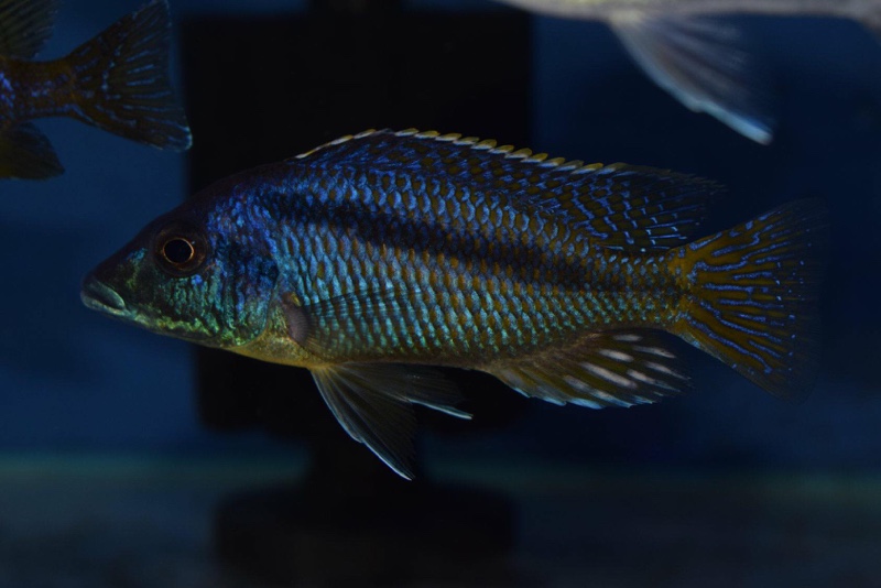 Mylochromis sp. 'lateristriga makanjila' Hai Reef